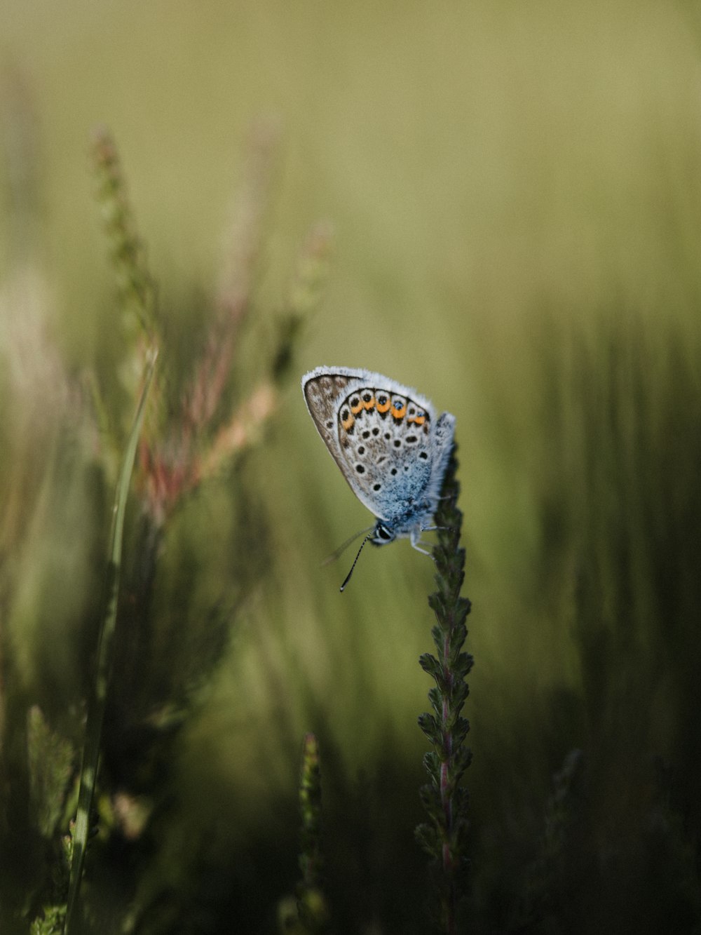 a small blue butterfly sitting on top of a green plant