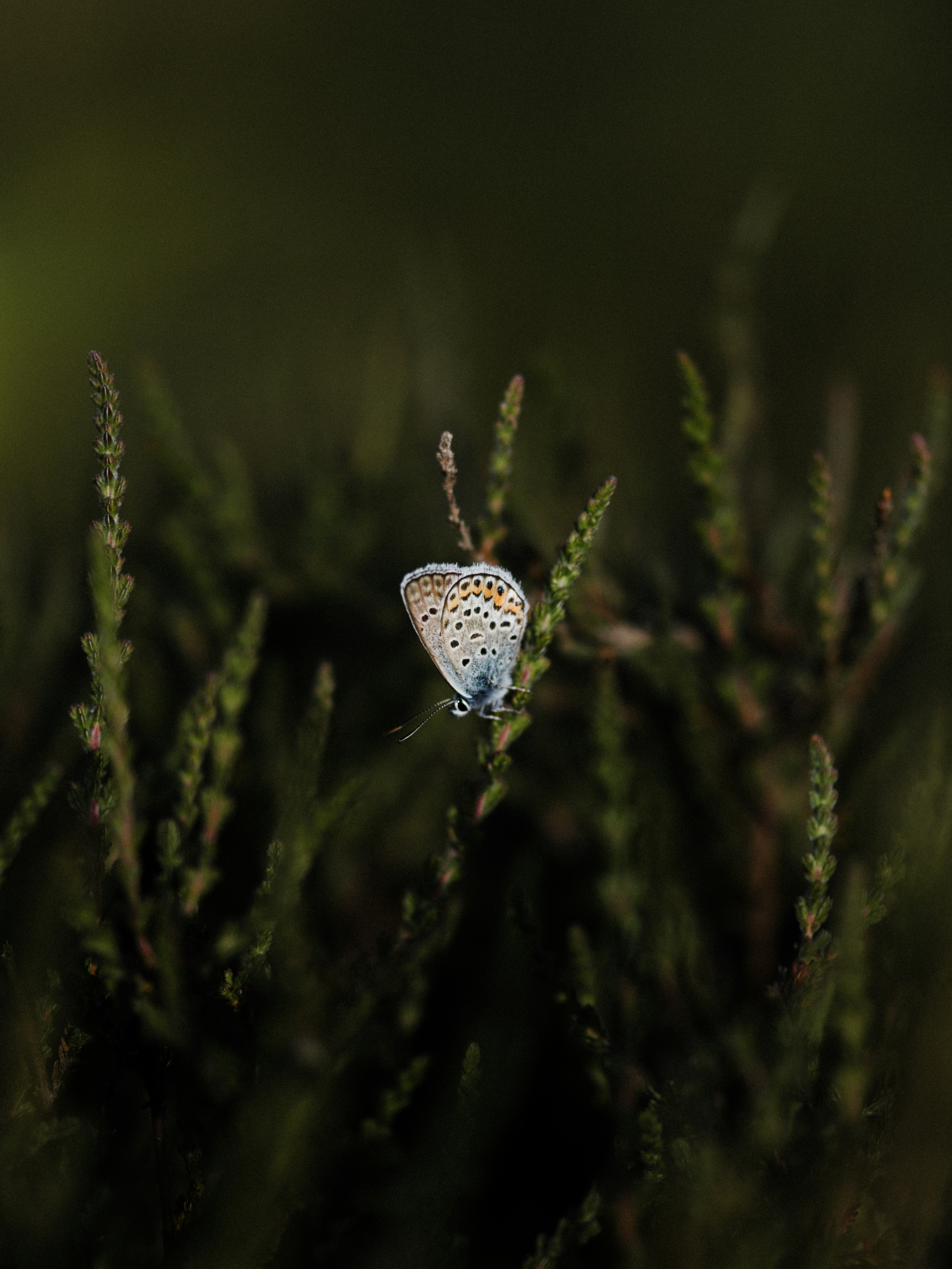 Photo by anniespratt