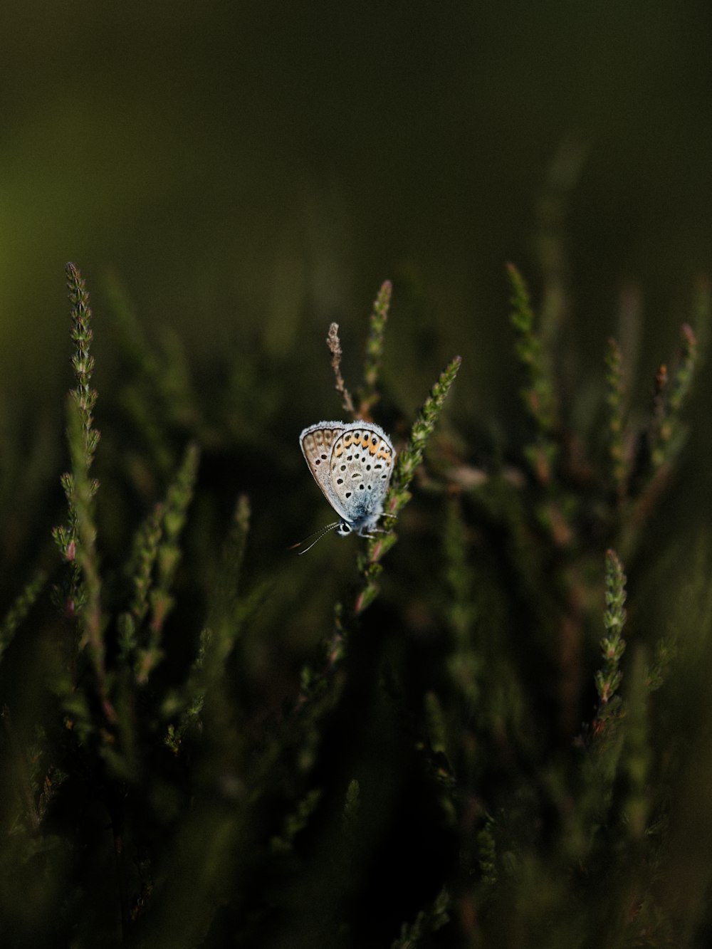 a small blue butterfly sitting on top of a green plant