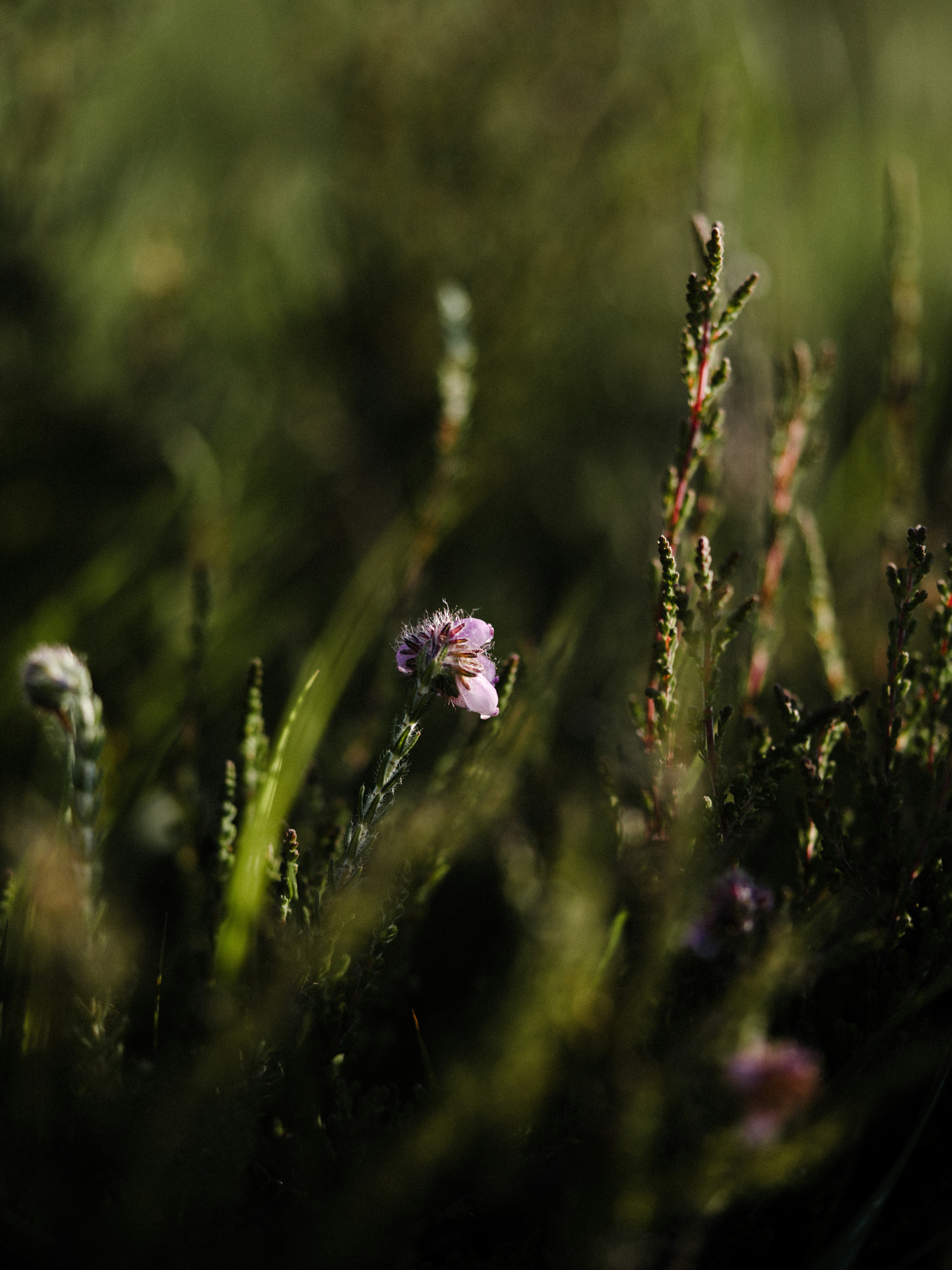 Photo by anniespratt