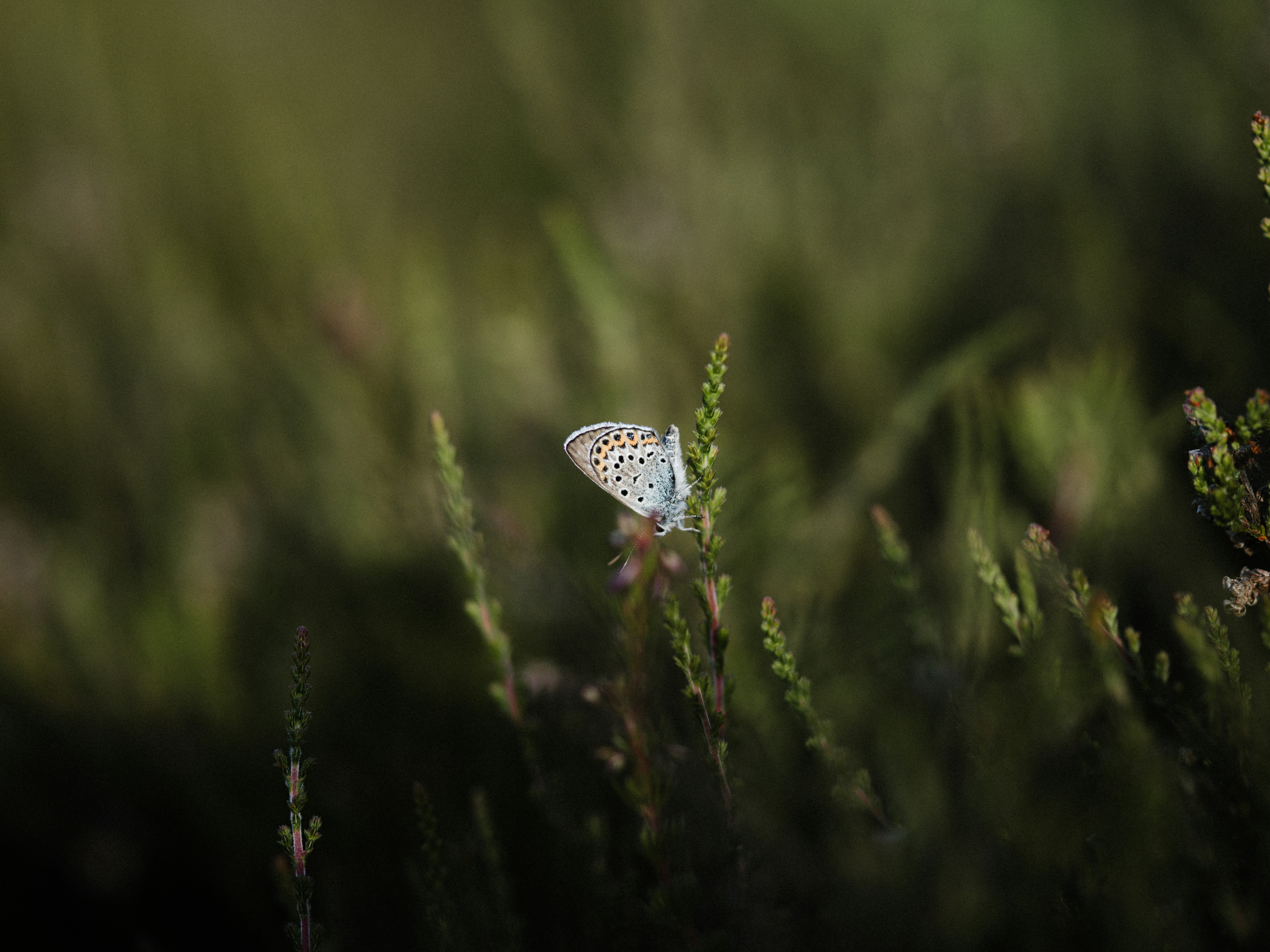 Photo by anniespratt