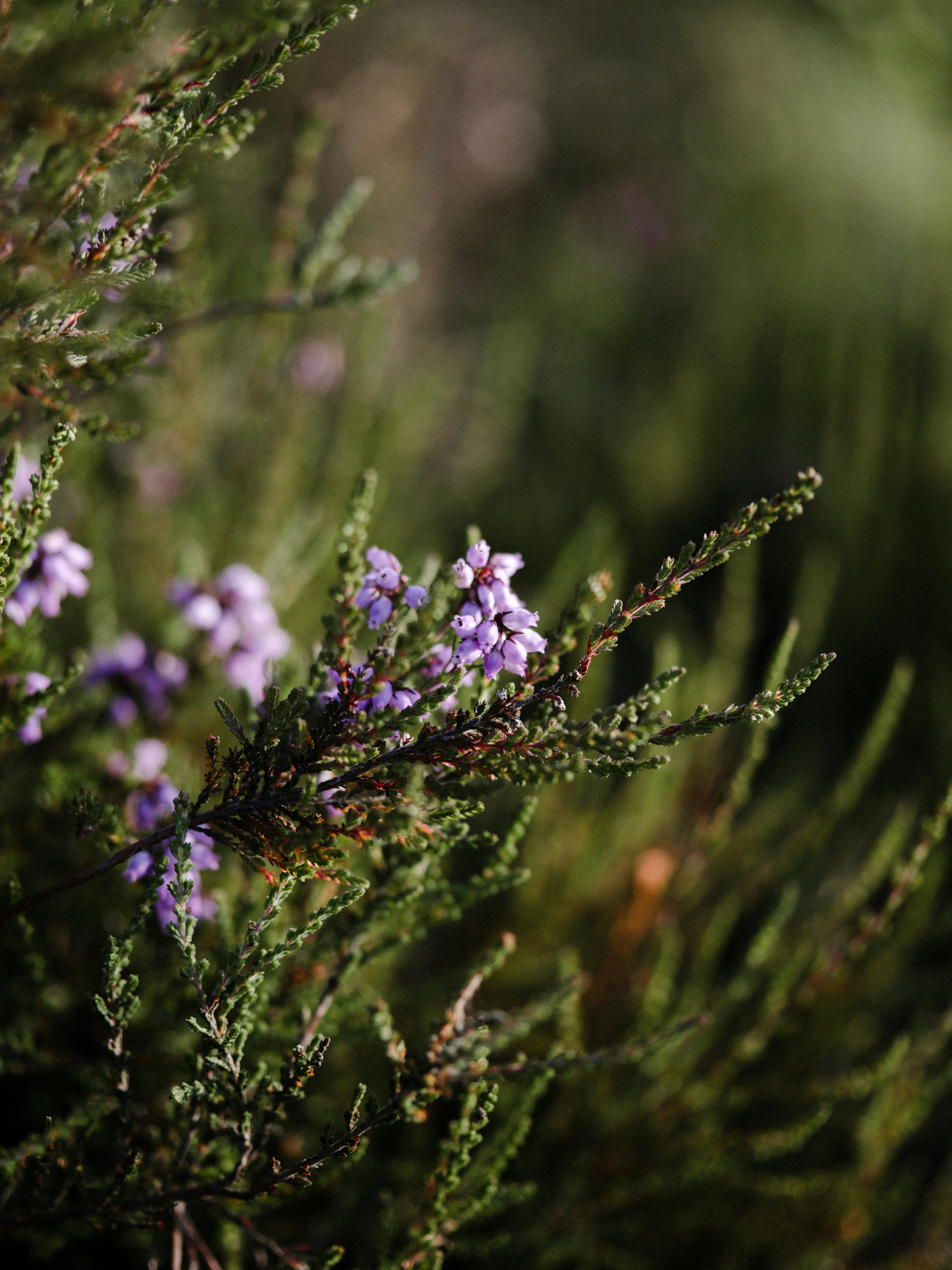 Photo by anniespratt