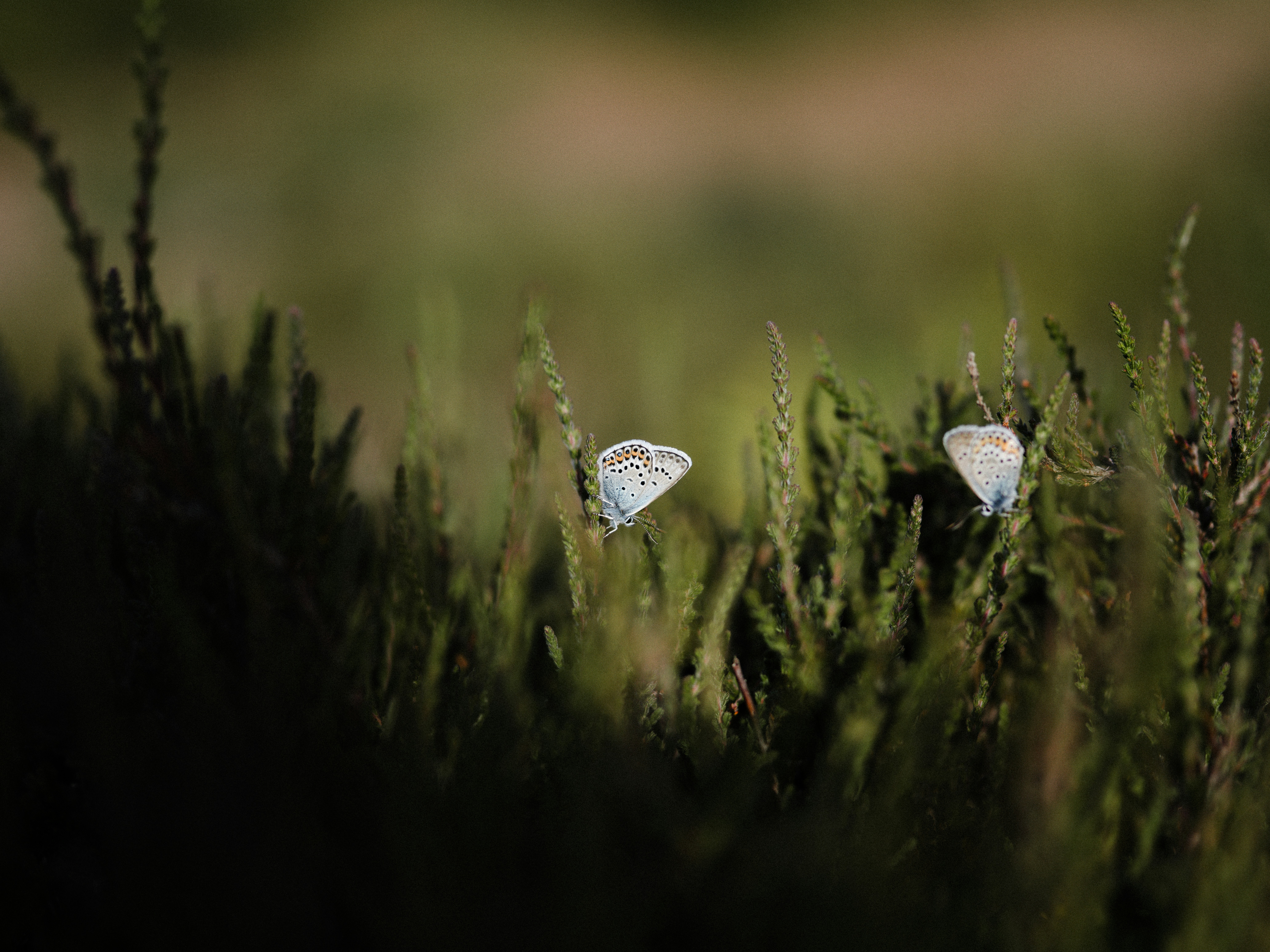 Photo by anniespratt