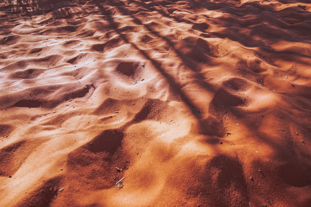 the shadow of a tree on a sandy beach