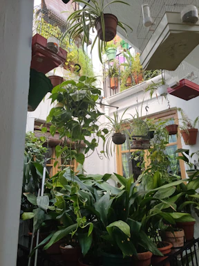 A vibrant indoor garden corner filled with lush green plants in decorative pots.