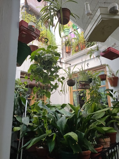 An indoor garden filled with an abundance of potted plants, both hanging and placed on various surfaces. The area appears lush and vibrant with greenery, showing a mix of different plant types. Natural light filters through a window, enhancing the fresh atmosphere.