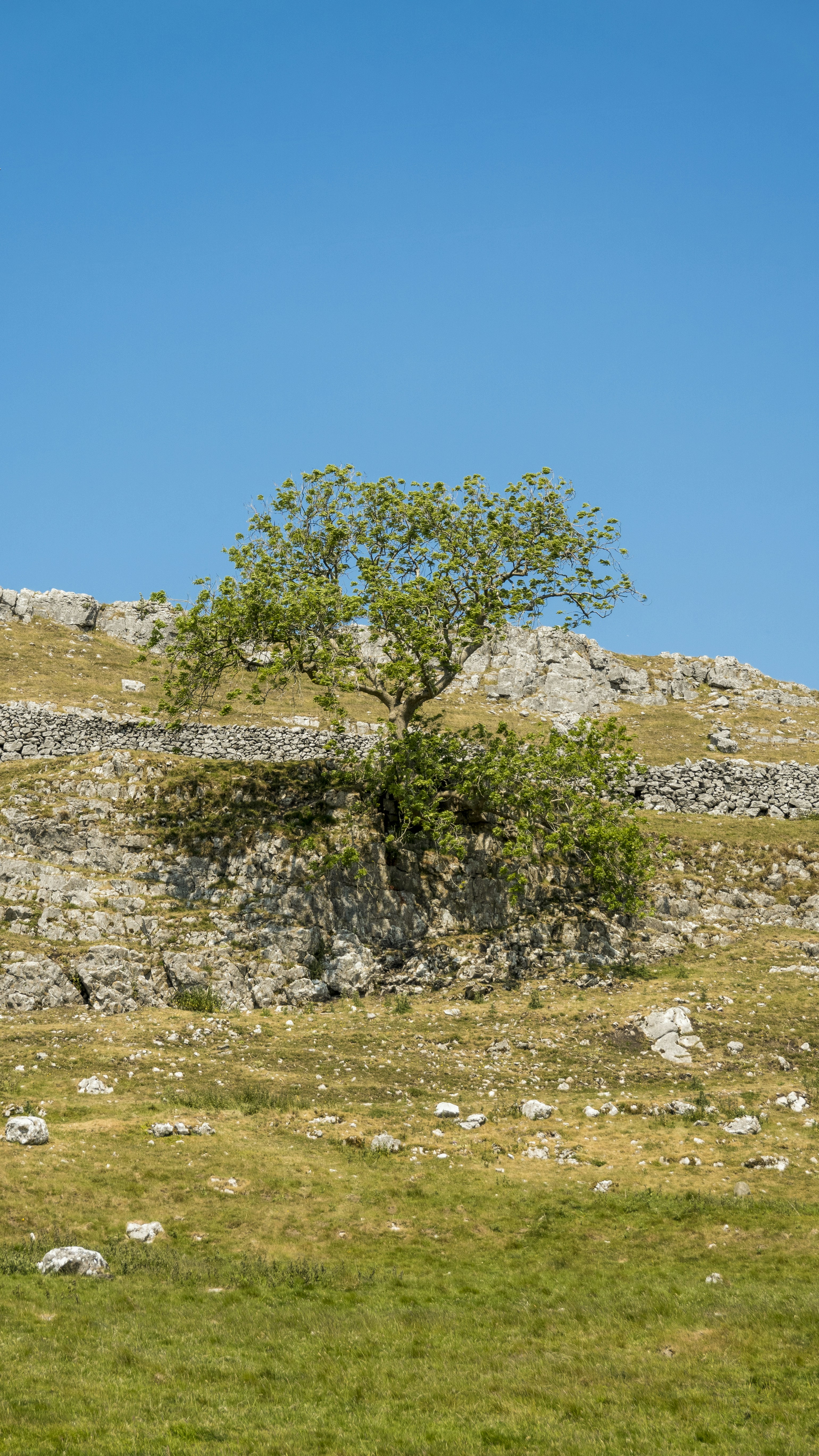 A lone tree on a grassy hill under a blue sky photo – Free Wall Image ...