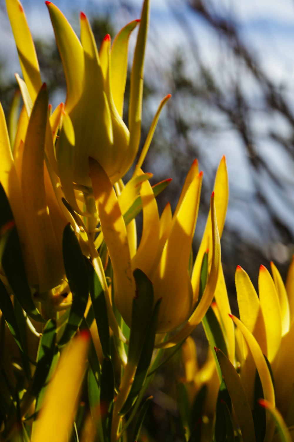 a close up of yellow flowers with a sky background