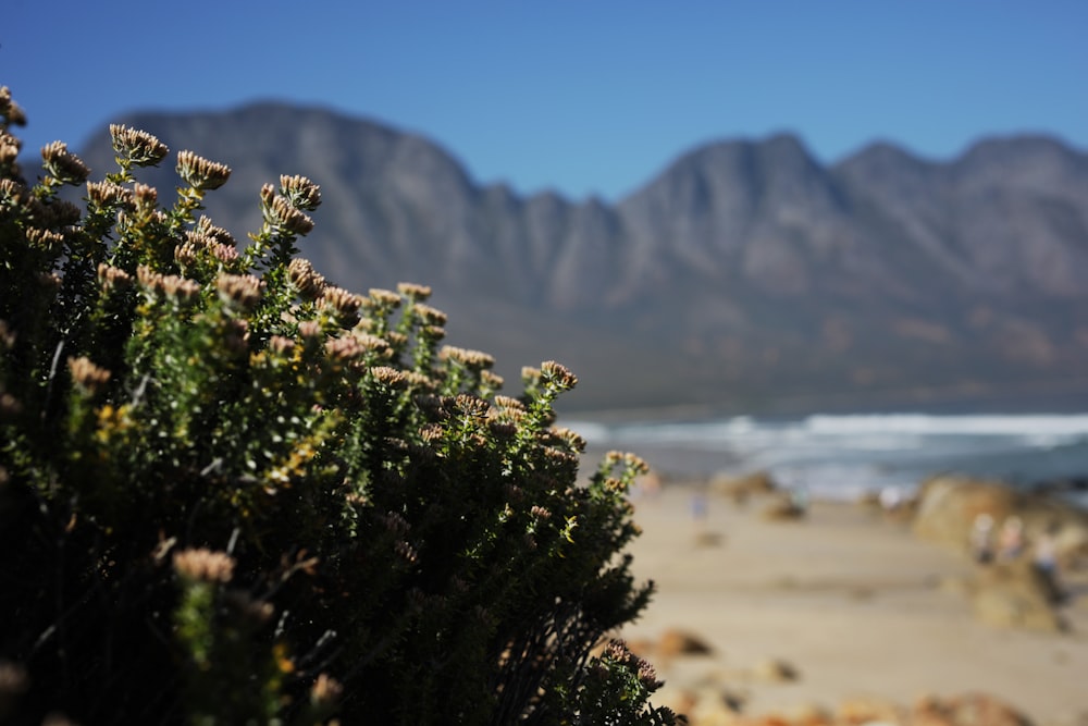 a view of a beach with mountains in the background