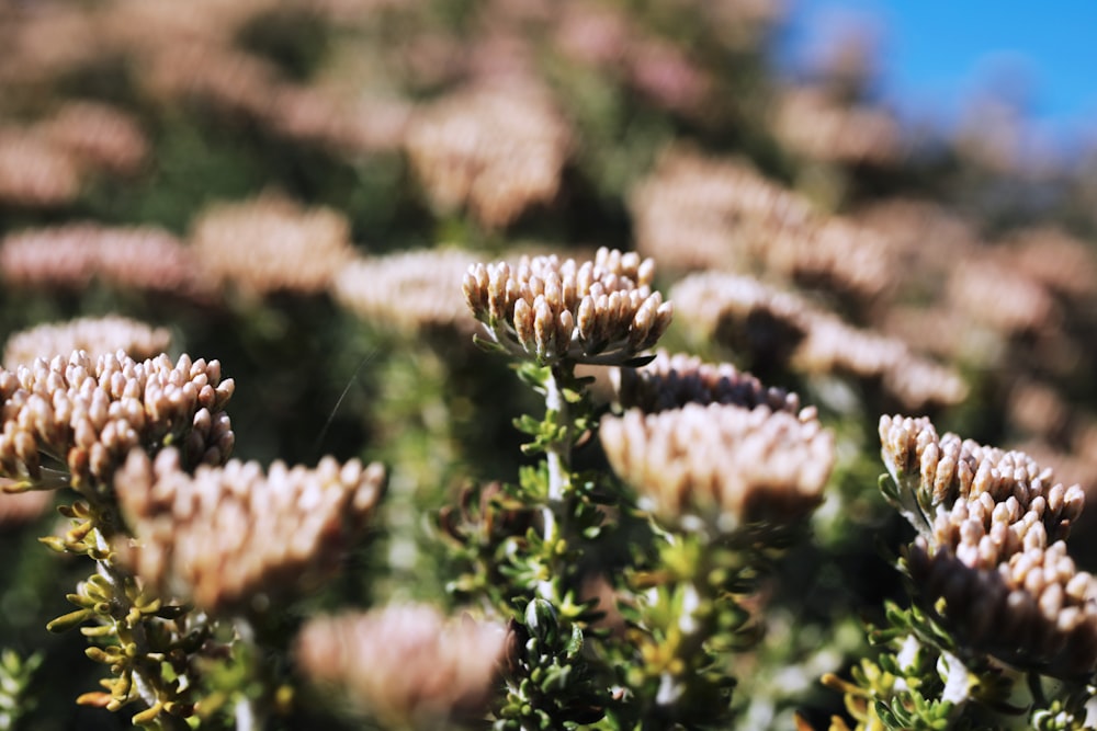 a bunch of flowers that are in the grass