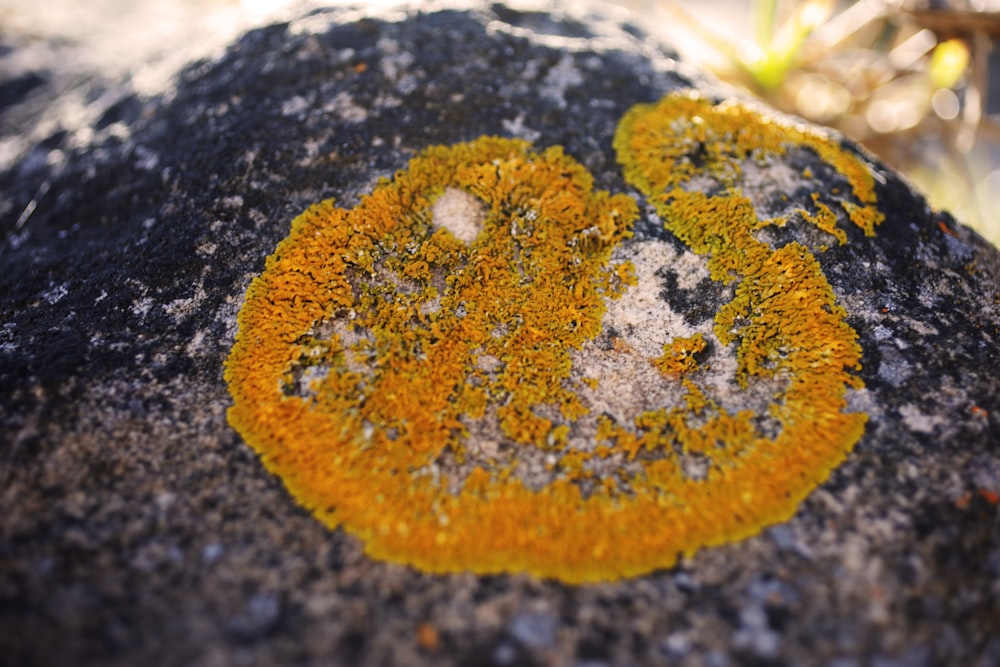 a close up of a rock with moss growing on it