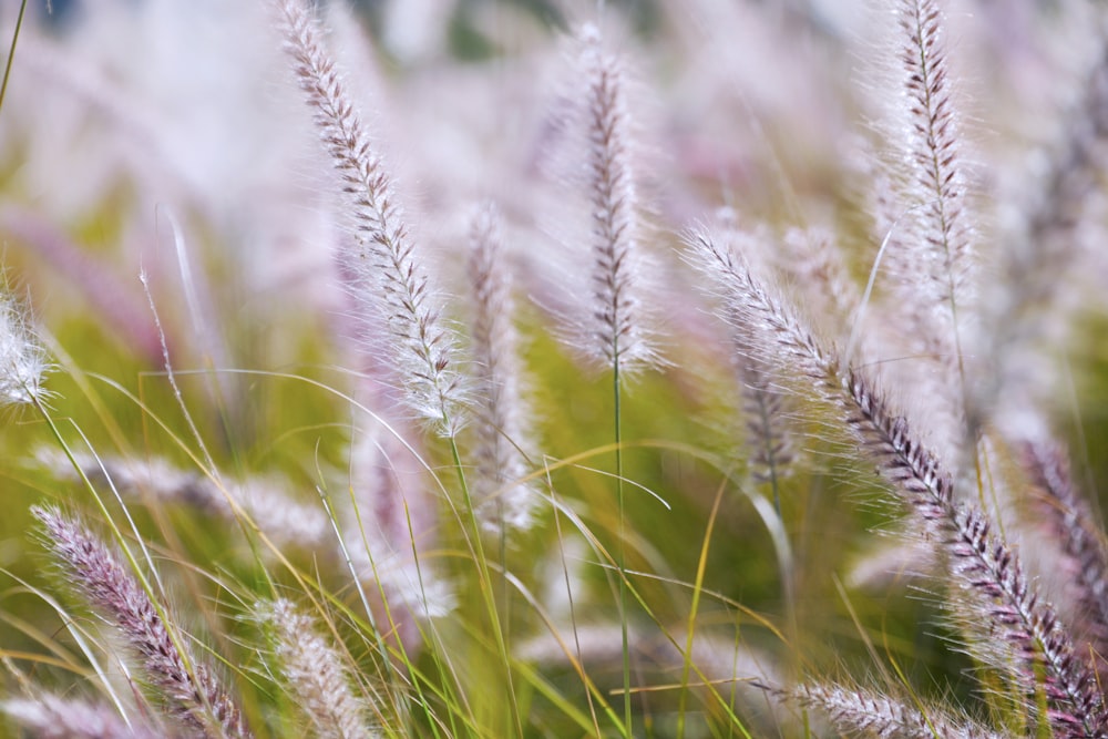 a close up of a bunch of flowers in a field