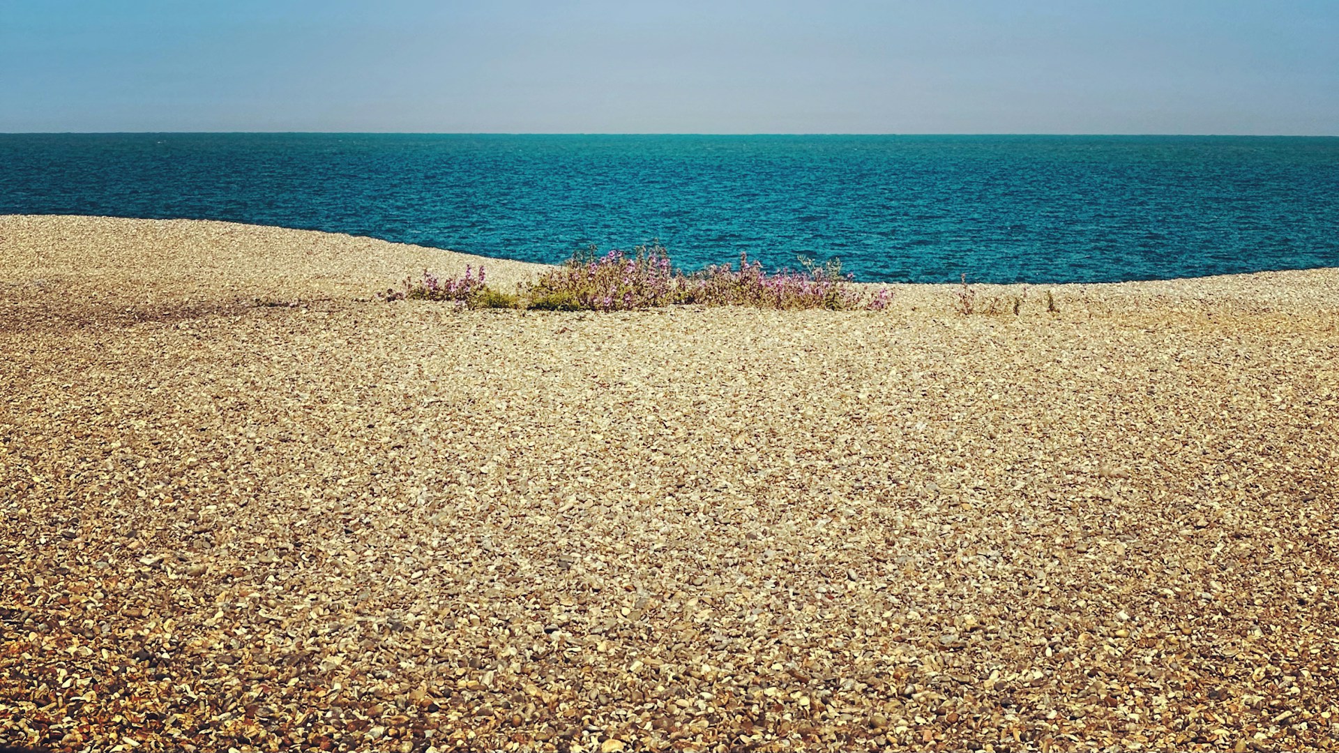a small patch of grass sitting on top of a sandy beach