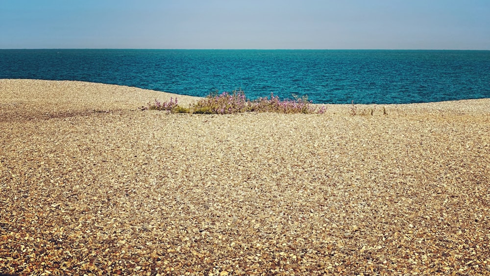 a small patch of grass sitting on top of a sandy beach