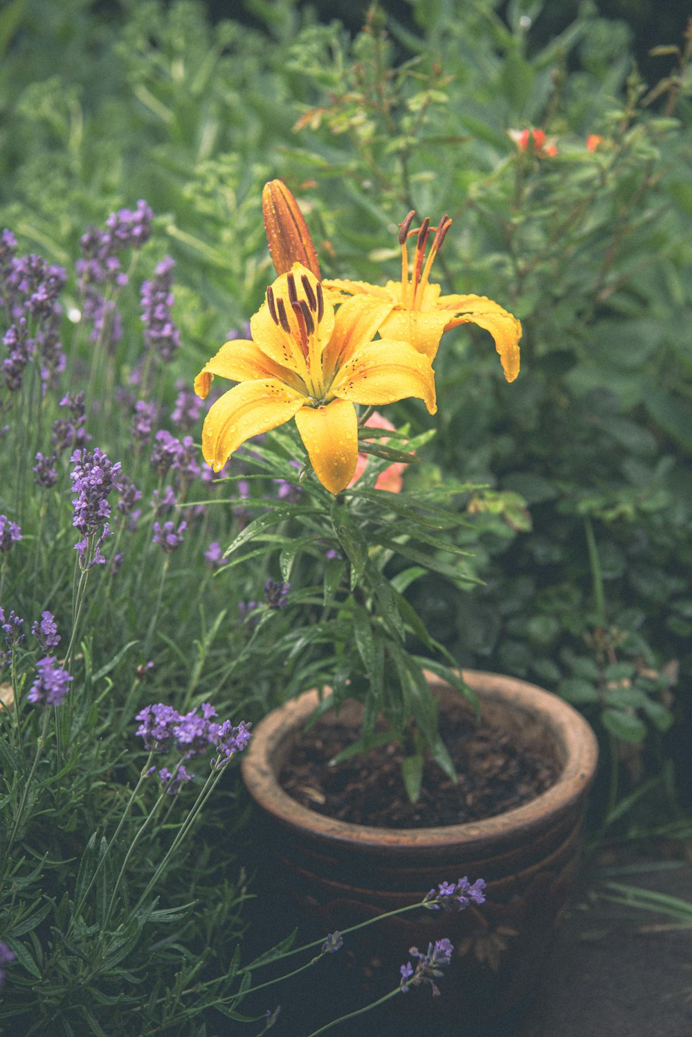 a yellow flower sitting in a pot next to purple flowers