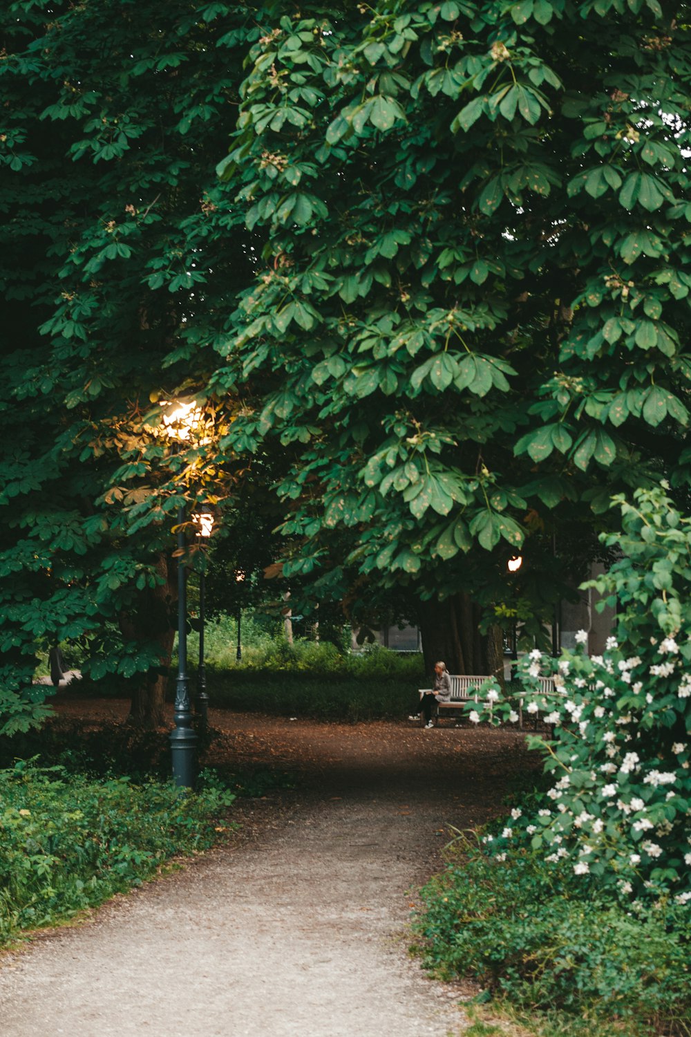 a path in a park with trees and a bench