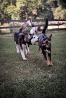 Two playful dogs running side by side on a grassy field.