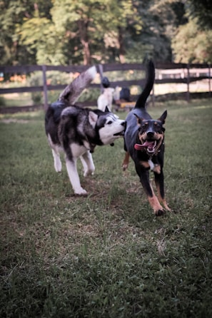 Two playful dogs running side by side on a grassy field.