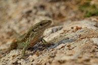 a lizard sitting on top of a rock