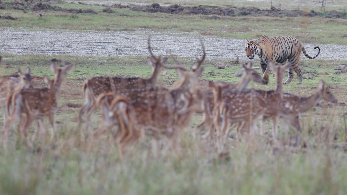 Ranthambore — In Search of the Tiger