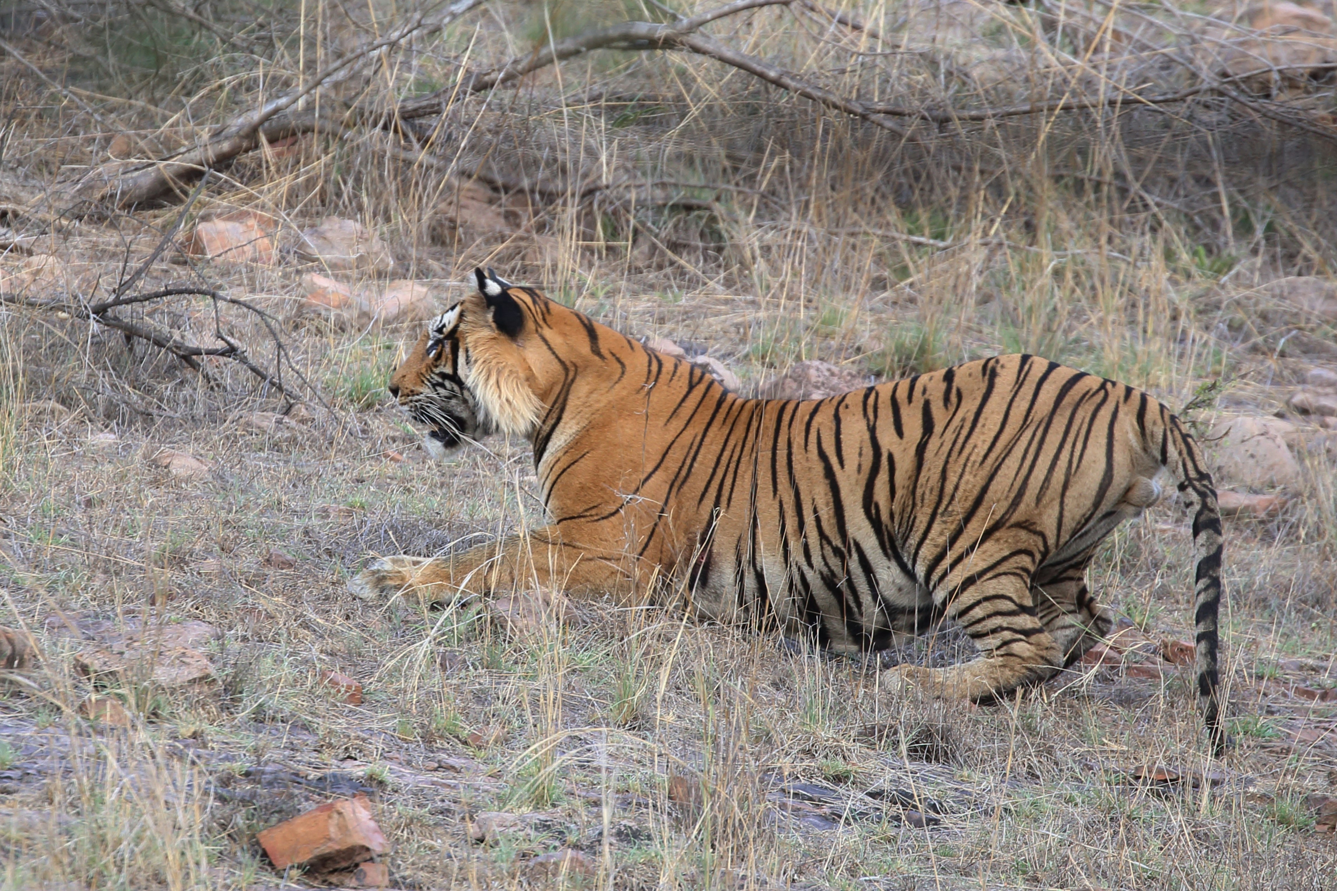 Bengal tiger in dappled jungle light, orange and black stripes, intense amber eyes, dark forest background