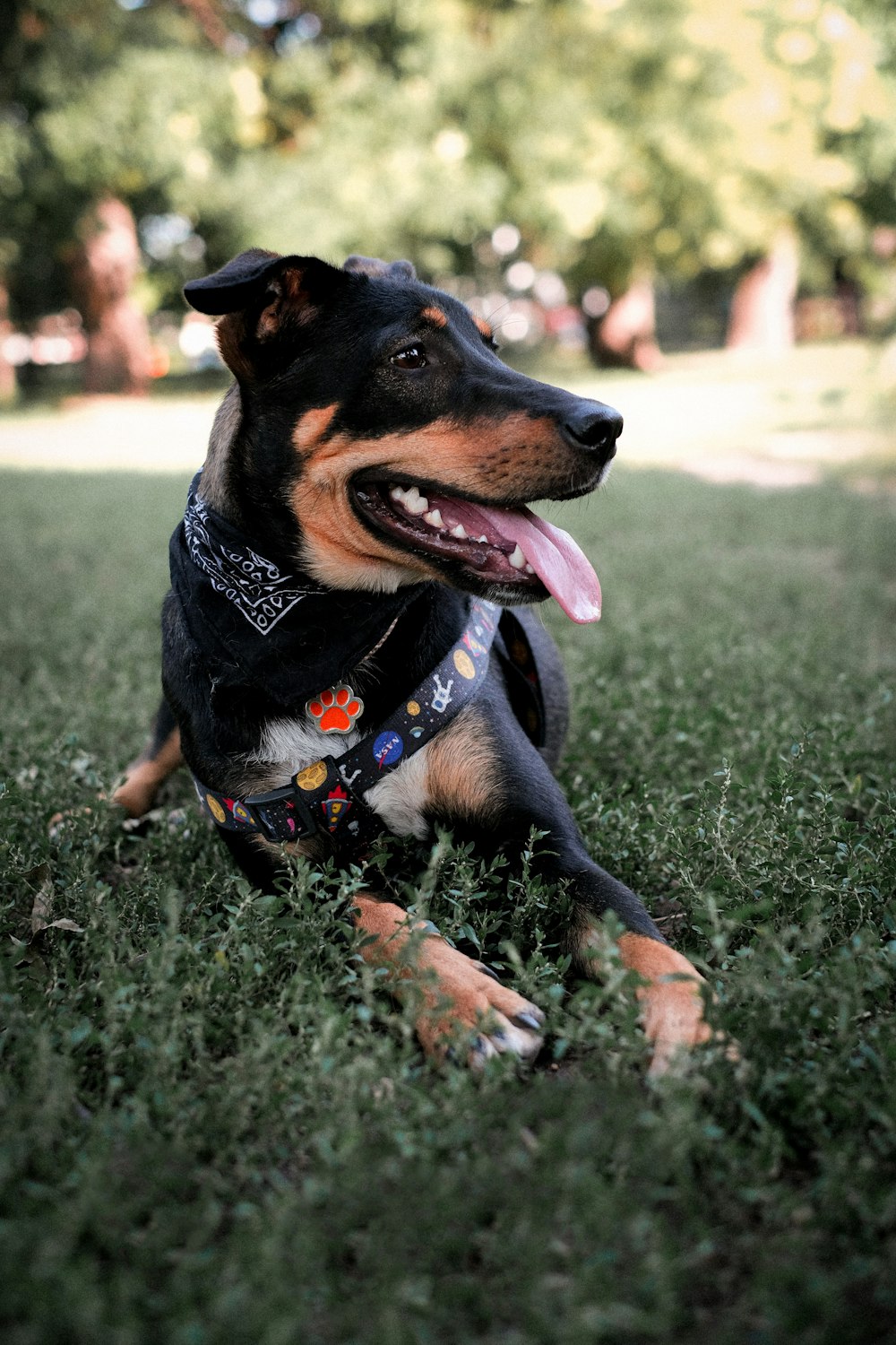 a black and brown dog laying on top of a lush green field