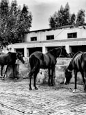 A group of horses stand near a stable with a textured cobblestone ground. The structure behind them has a rustic appearance, with visible windows and a tiled roof. Tall trees provide a backdrop, adding a natural element to the scene.