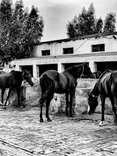 A group of horses stand near a stable with a textured cobblestone ground. The structure behind them has a rustic appearance, with visible windows and a tiled roof. Tall trees provide a backdrop, adding a natural element to the scene.