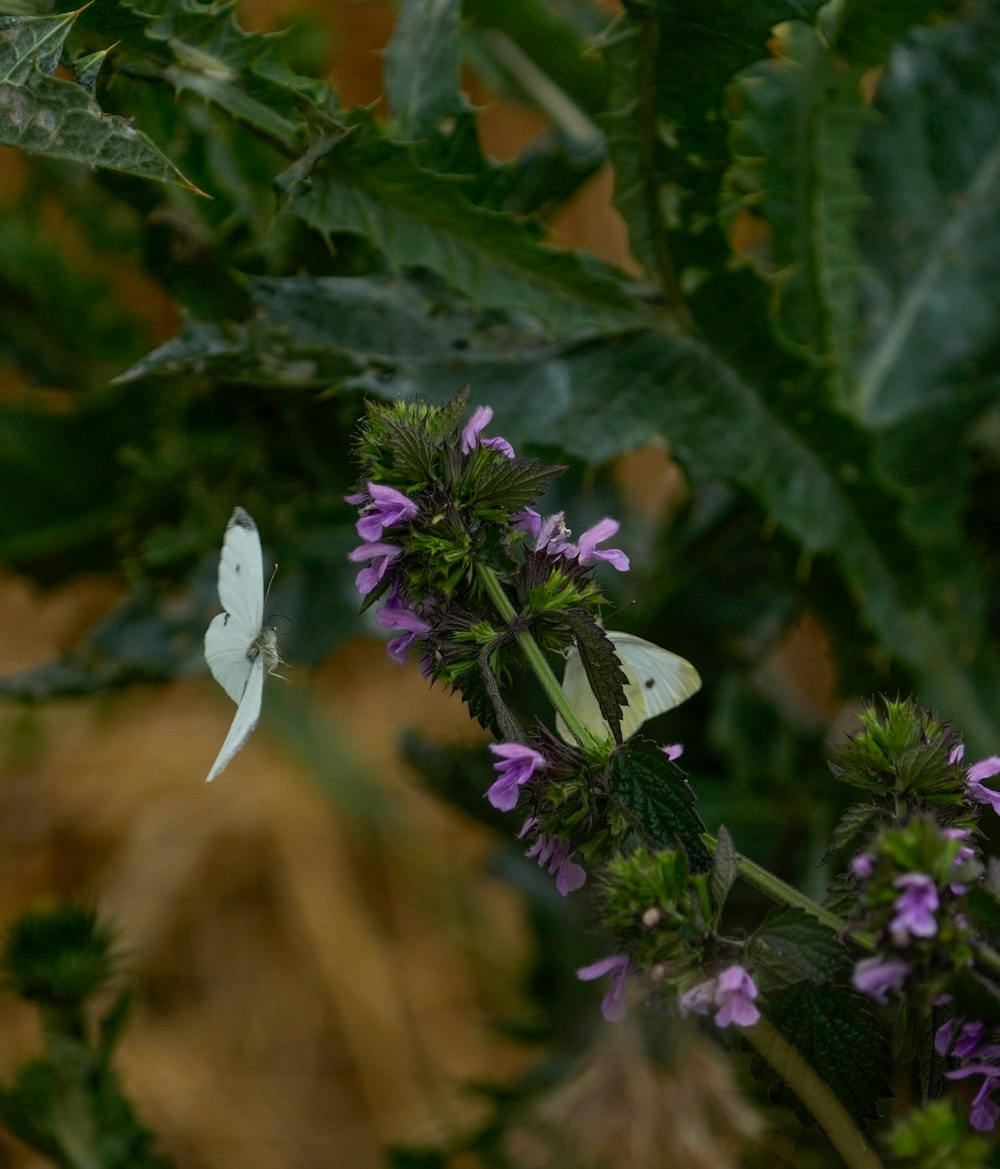 a white butterfly sitting on top of a purple flower