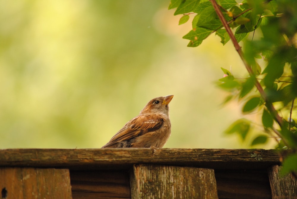 a brown bird sitting on top of a wooden fence