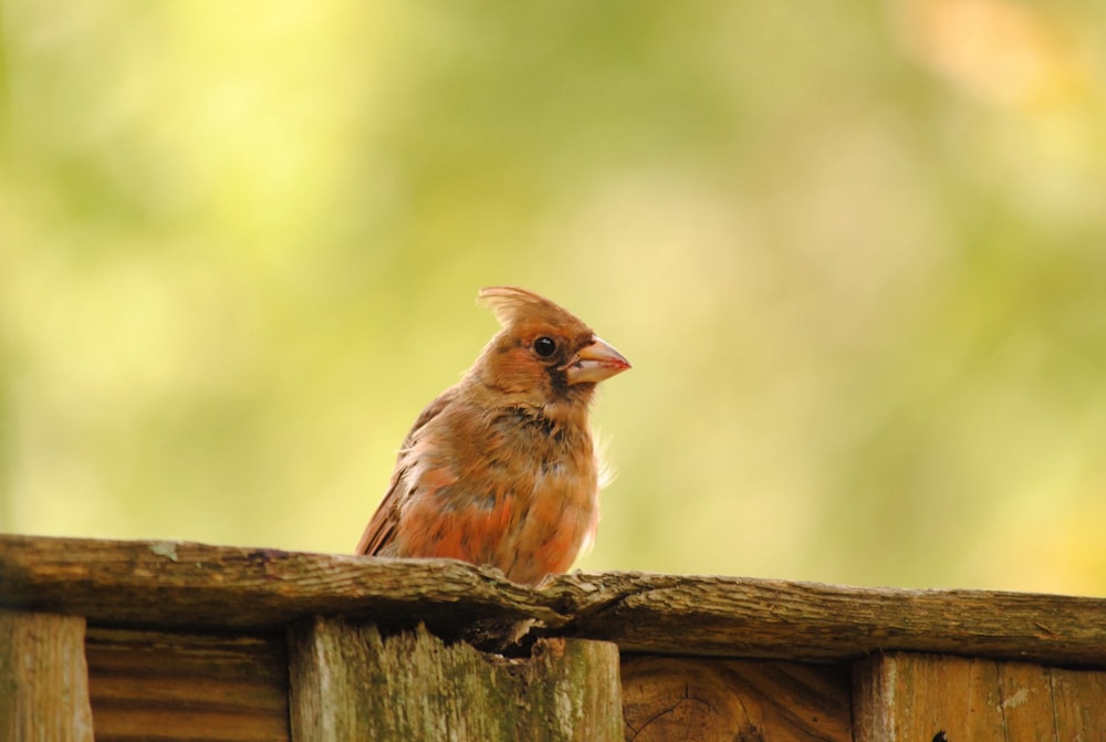 a small bird perched on a wooden fence