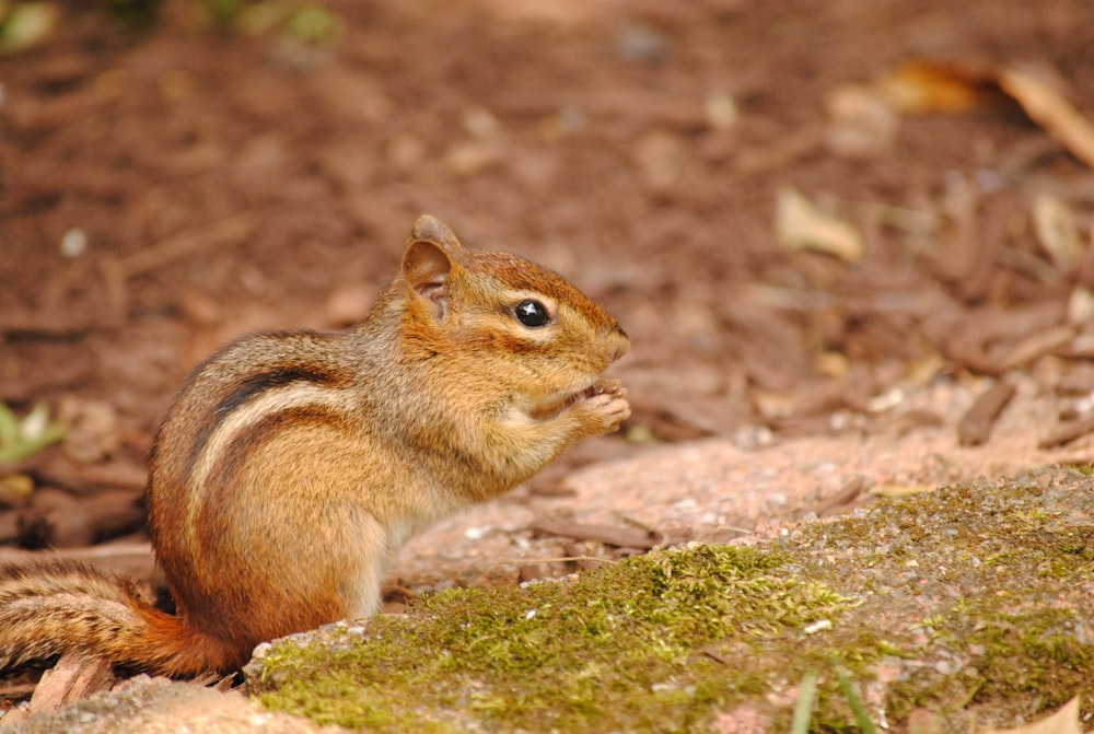 a small squirrel is sitting on the ground
