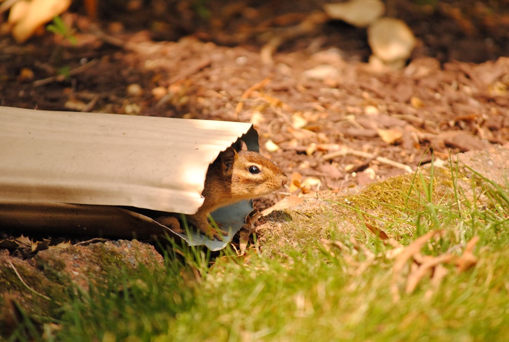 a squirrel hiding under a piece of paper on the ground