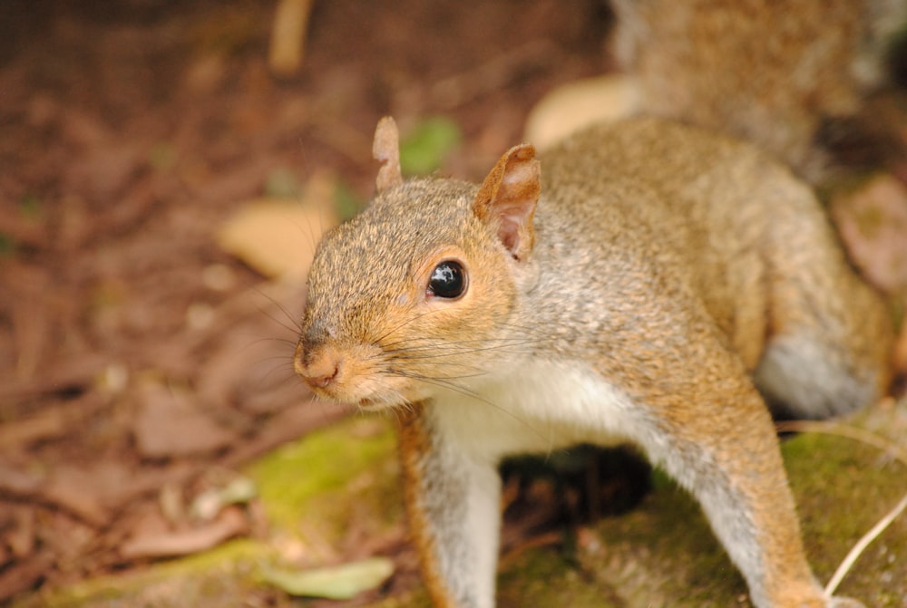 a close up of a squirrel on the ground