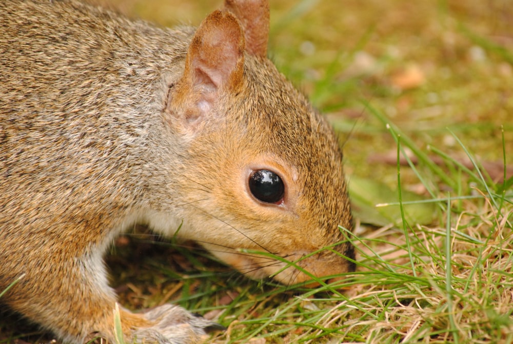 a close up of a small animal in the grass