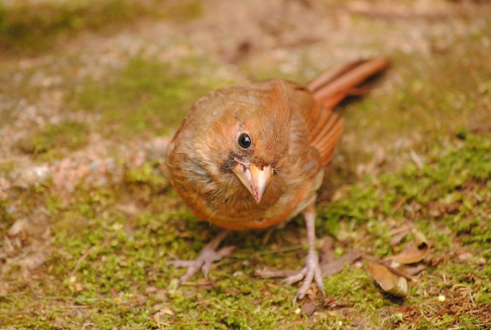 a brown bird standing on top of a lush green field