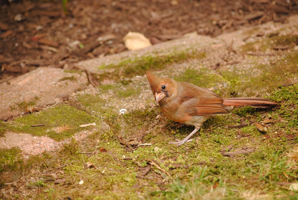 a small brown bird standing on a patch of grass
