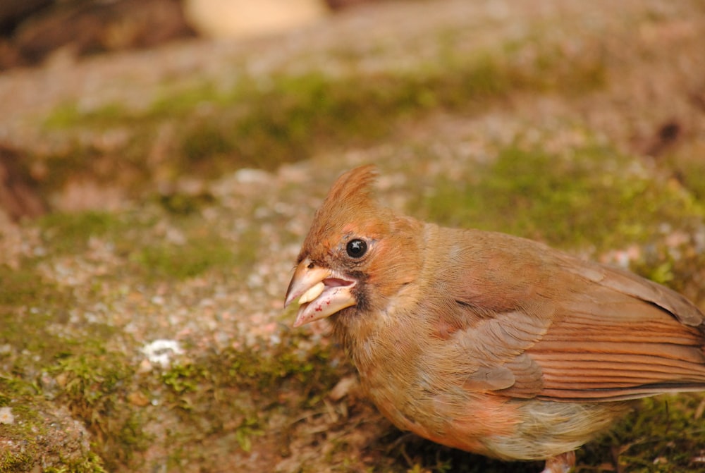 a brown bird with a long beak standing on a patch of grass