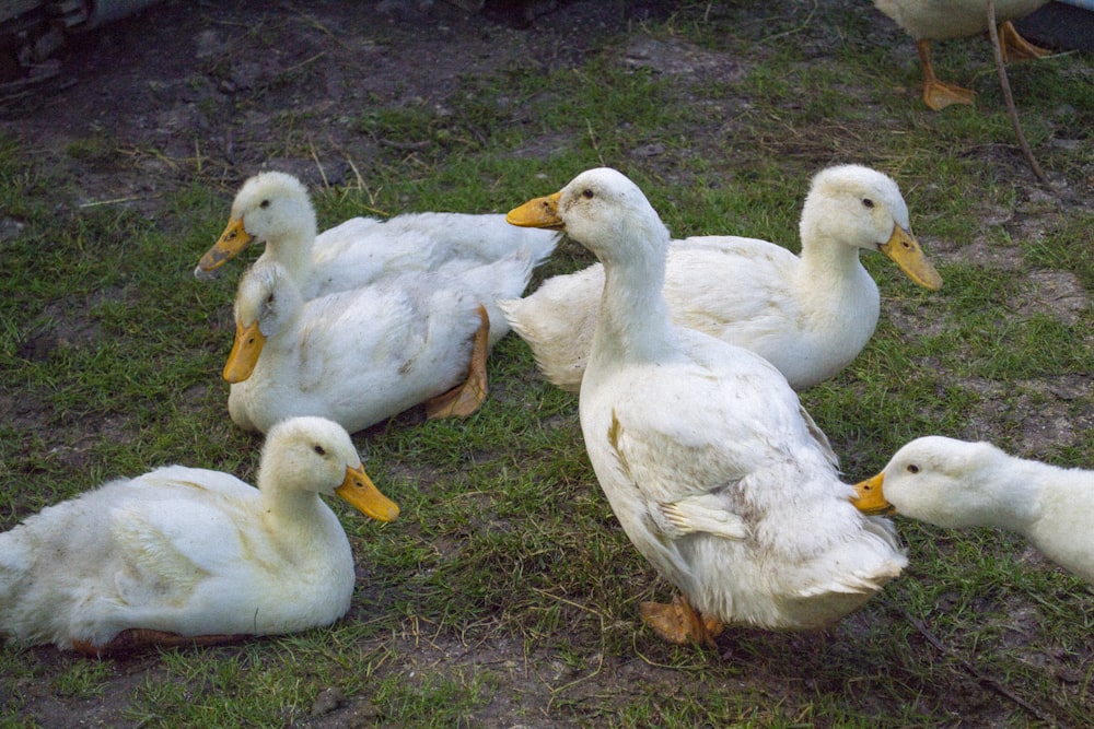 a group of white ducks sitting on top of a grass covered field