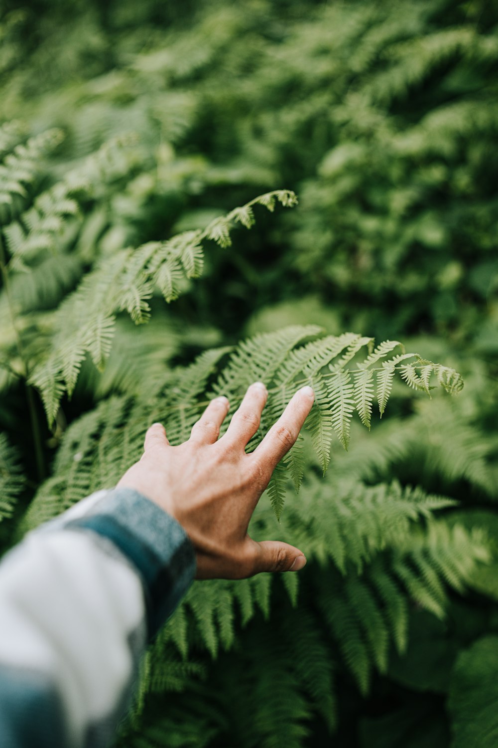 a hand reaching for a fern in a forest