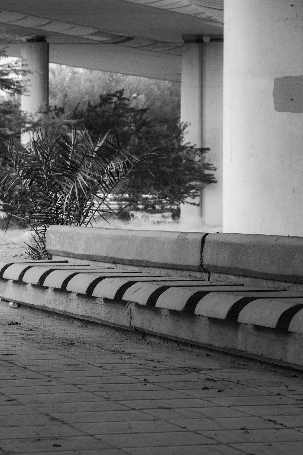 a black and white photo of a plant on a bench