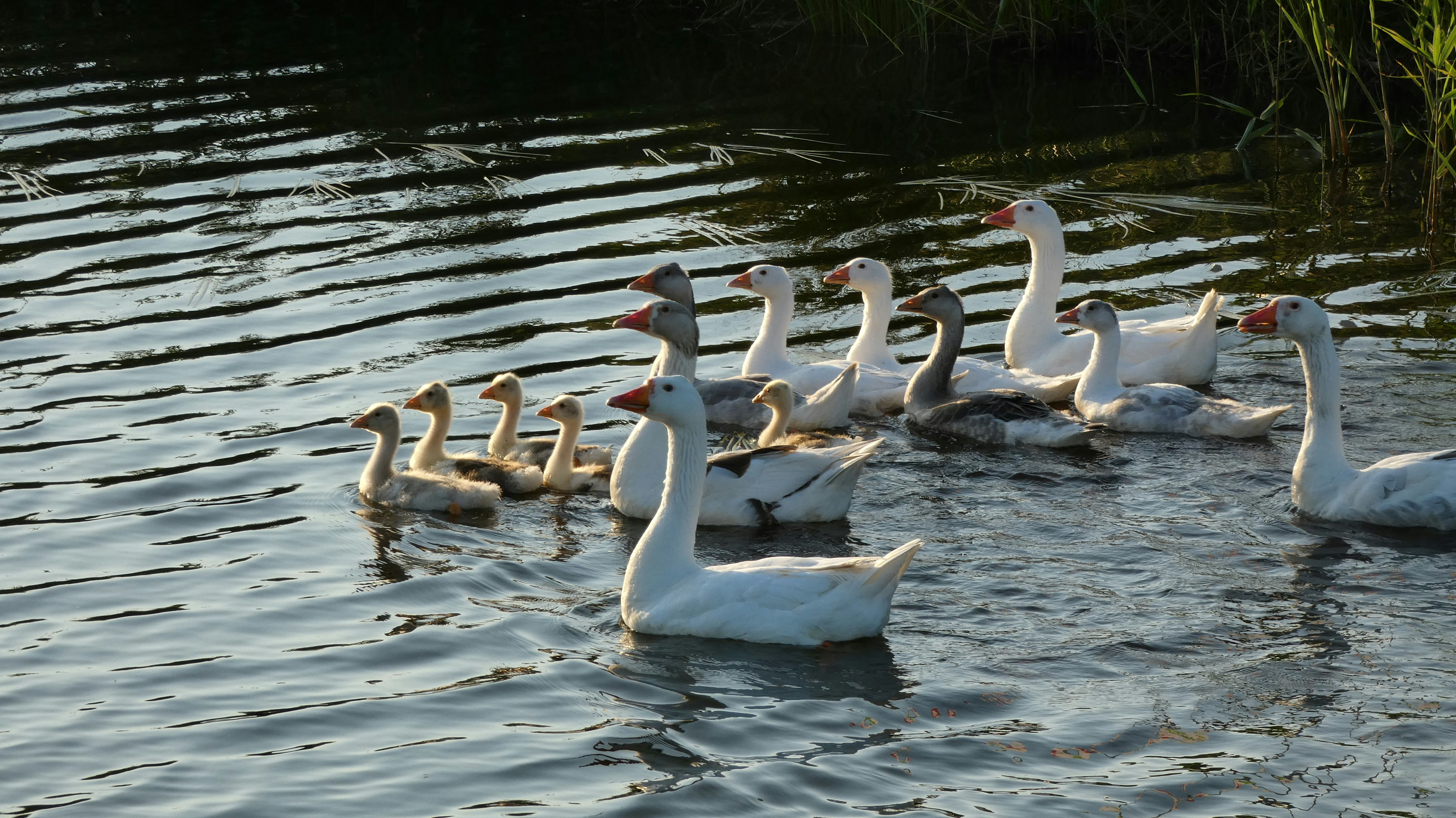 Afbeelding van Drachten