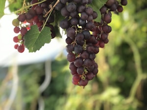 Merlot Heritage