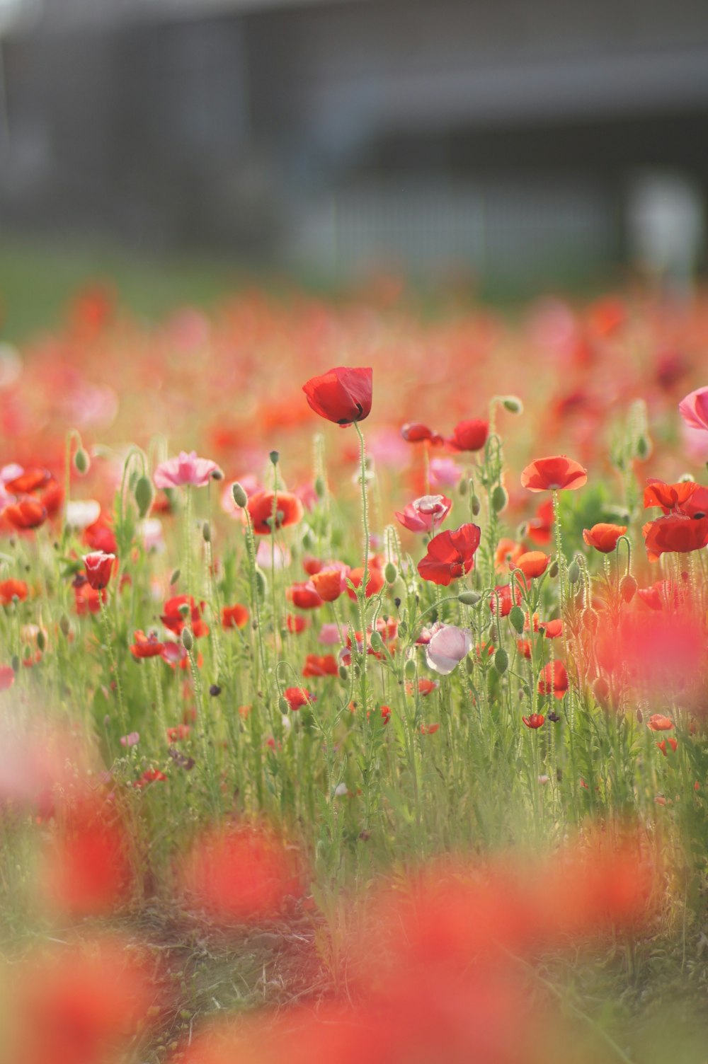 a field full of red and white flowers