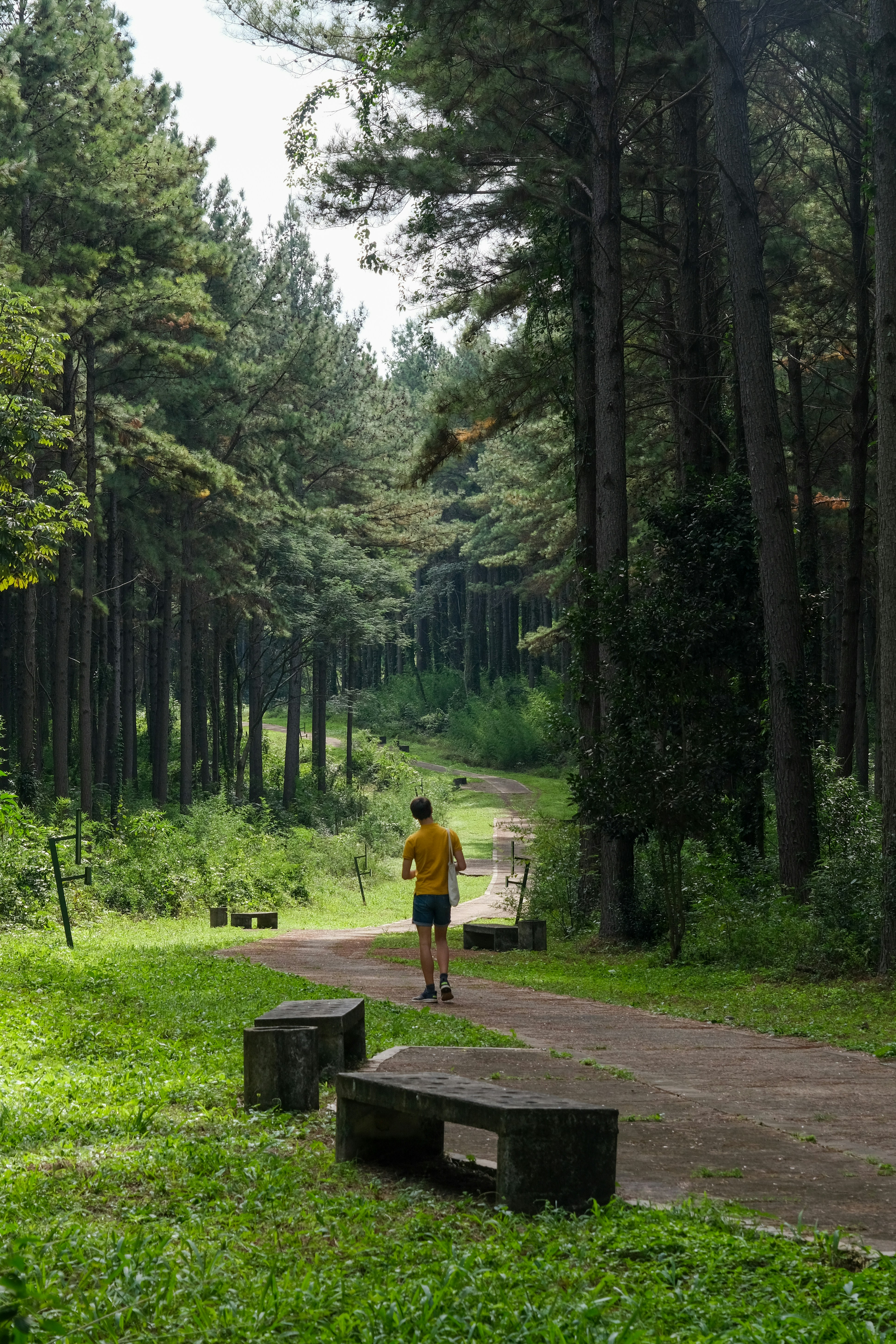 a person walking down a path in the woods