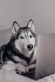 A husky dog is sitting indoors with its paw on a laptop, giving the impression of using the computer. The dog has a calm and attentive expression, and the setting appears cozy and comfortable.