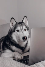 A cheerful dog with a laptop, symbolizing online affiliate marketing.