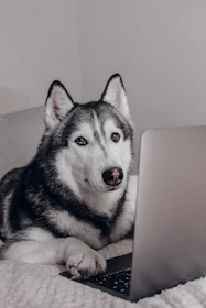 A cheerful dog with a laptop, symbolizing online affiliate marketing.