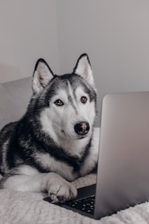 A friendly dog sitting next to a laptop with a contact form displayed on the screen.