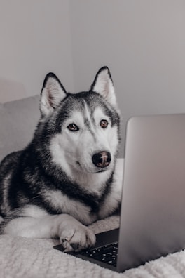 A husky dog is sitting indoors with its paw on a laptop, giving the impression of using the computer. The dog has a calm and attentive expression, and the setting appears cozy and comfortable.